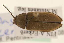 Image of <i>Dascillus cervinus</i>