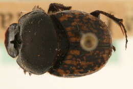 Image de Onthophagus (Palaeonthophagus) nuchicornis (Linnaeus 1758)