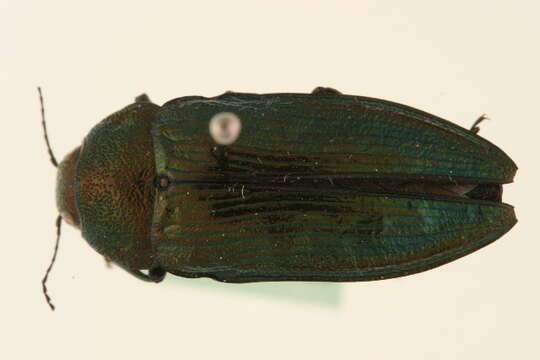 Image of Buprestis rustica Linnaeus 1758