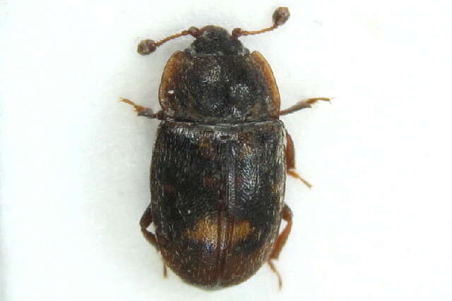 Image of Sap-feeding beetle