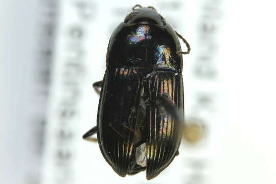 Image of Carabidae