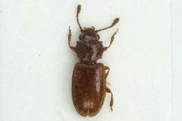 Image of Foreign Grain Beetle
