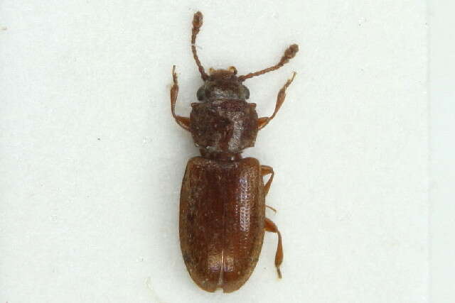 Image of Foreign Grain Beetle