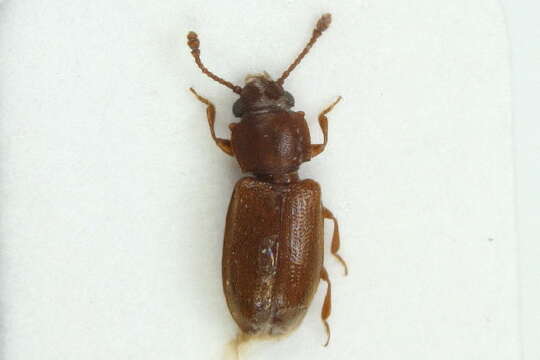 Image of Foreign Grain Beetle