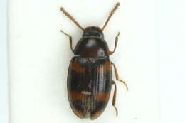 Image of Two-banded Fungus Beetle