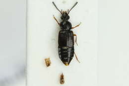 Image of Ocillate rove beetle