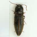 Image of Agriotes lineatus (Linnaeus)
