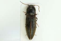 Image of Lined Click Beetle