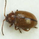 Image of <i>Lythraria salicariae</i>