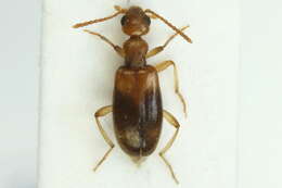 Image of <i>Stricticollis tobias</i>