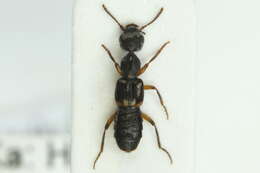 Image of Rugilus (Rugilus) orbiculatus (Paykull 1789)