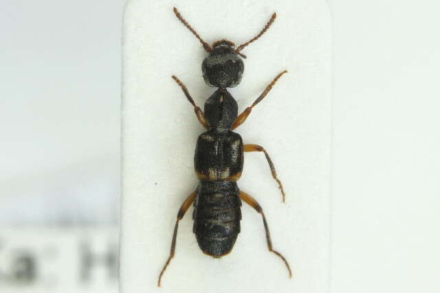 Image of Rugilus (Rugilus) orbiculatus (Paykull 1789)
