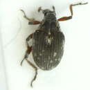Image of Phytobius leucogaster Schoenherr 1835