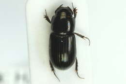 Image of <i>Aphodius niger</i>