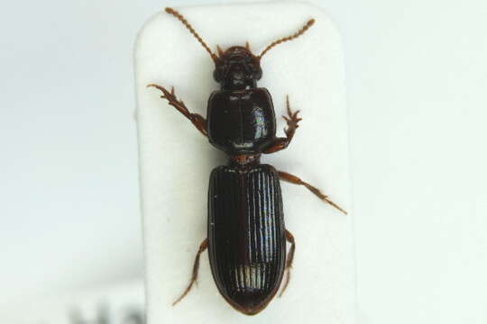 Image of Ground beetle