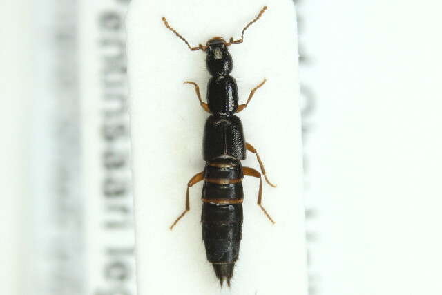 Image of Rove beetle