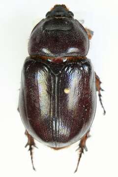 Image of European rhinoceros beetle