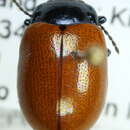 Image of Chrysolina polita