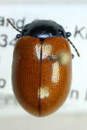 Image of Chrysolina polita