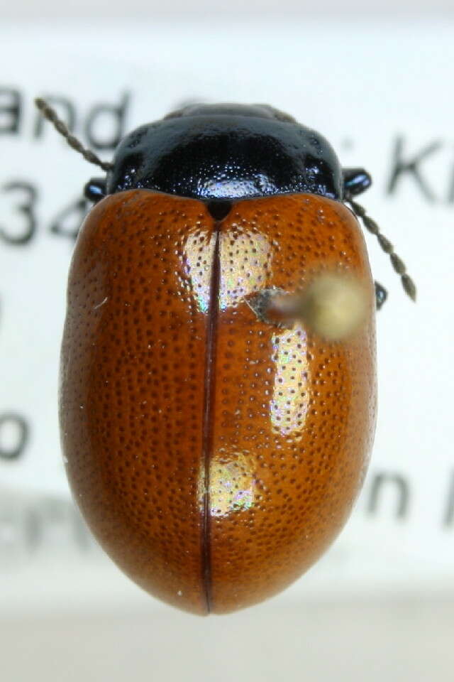 Image of Chrysolina polita