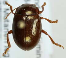 Image of Brown mint leaf beetle