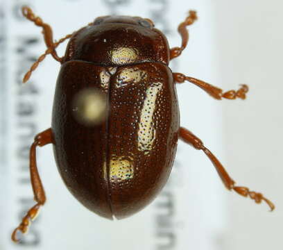 Image of Chrysolina (Chrysolina) staphylaea (Linnaeus 1758)