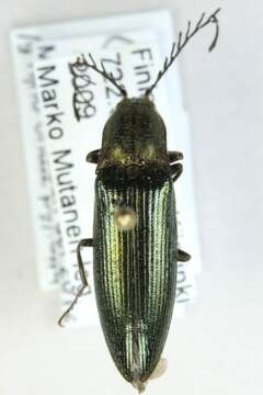 Image of <i>Ctenicera pectinicornis</i>