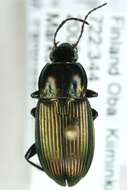 Image of Adephaga