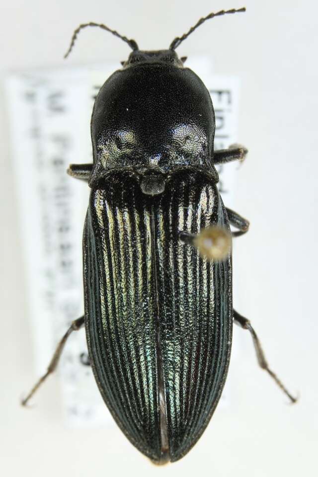 صورة <i>Selatosomus melancholicus</i>