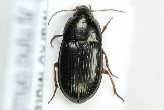 Image of Ground beetle