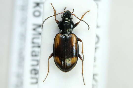 Image of Ground beetle