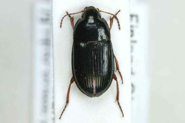 Image of Ground beetle