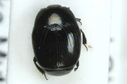 Image of water scavenger beetle