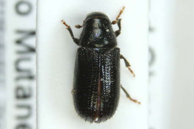 Image of Common pine shoot beetle