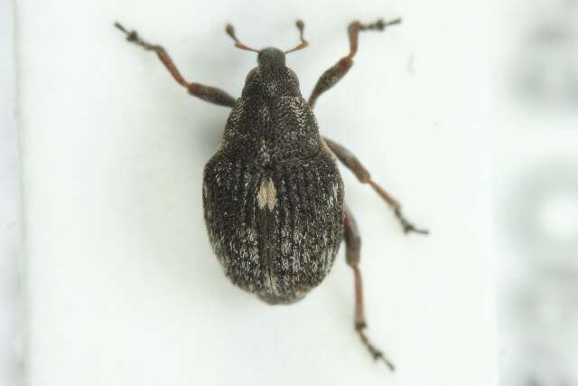 Image of European weevil