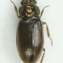 Image of marine moss beetle