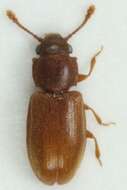 Image of Foreign Grain Beetle