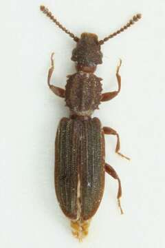 Image of Oryzaephilus