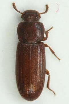 Image of Confused flour beetle