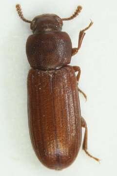 Image of Confused flour beetle