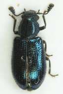 Image of Blacklegged Ham Beetle