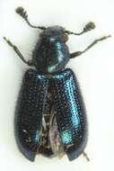 Image of Blacklegged Ham Beetle