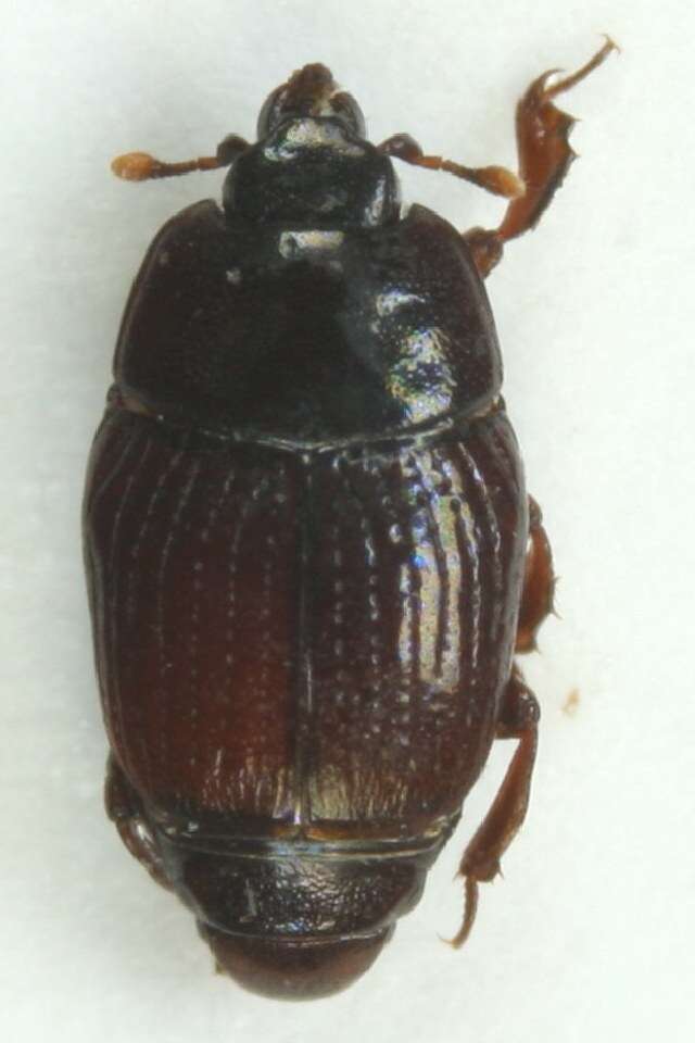 Image of Clown beetle