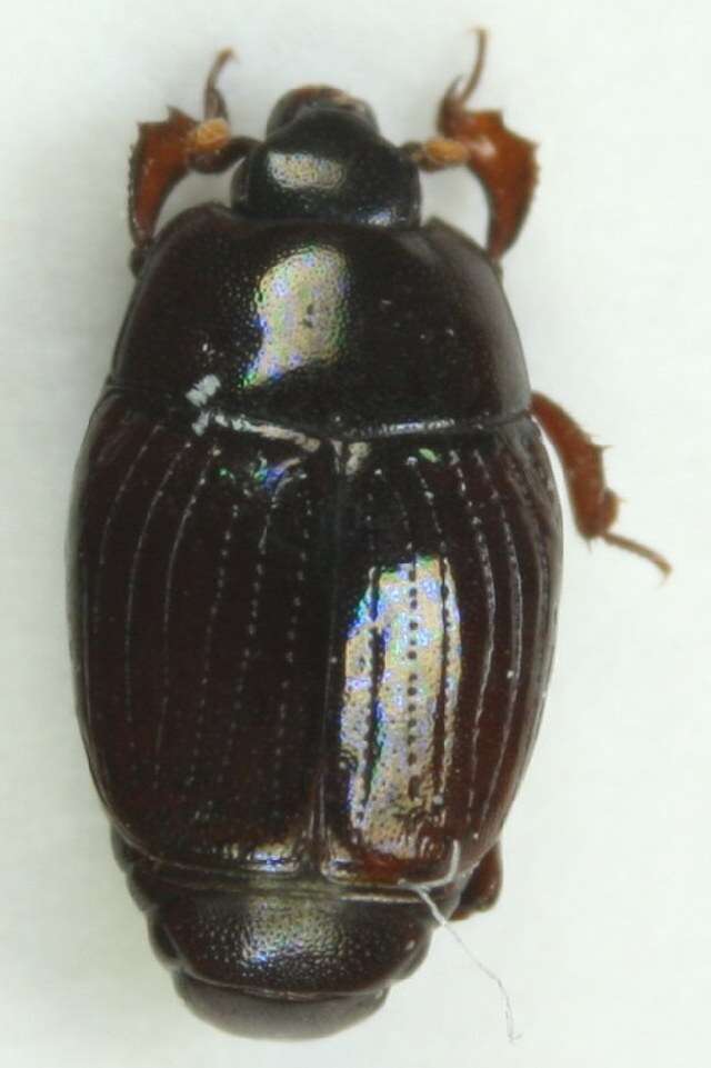 Image of Clown beetle