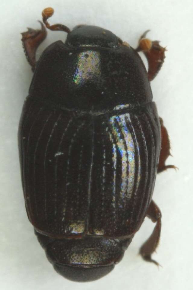 Image of Clown beetle