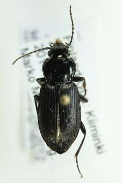 Imagem de Pterostichus (Bothriopterus) adstrictus Eschscholtz 1823