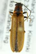 Image of <i>Denticollis linearis</i>