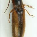 Imagem de <i>Dalopius marginatus</i>