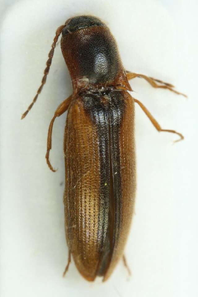 Image of <i>Dalopius marginatus</i>