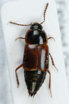 Image of Tachinus (Tachinus) proximus Kraatz 1855